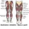 Anatomia e këmbës - Pjesa e parë