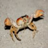 Crabs Slider