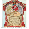 Human Anatomy & Physiology part 3