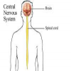 Kuiz nga Anatomia - Sistemi nervor qendror - Pjesa e parë