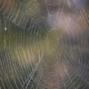 Spider Web Slider