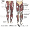 Anatomia e këmbës pjesa e parë