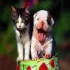Cute Cat and Dog Puzzle